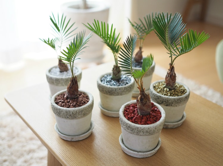 観葉植物をおしゃれに飾ろう 植木鉢と植物の組み合わせ実例 その５ 鉢人blog
