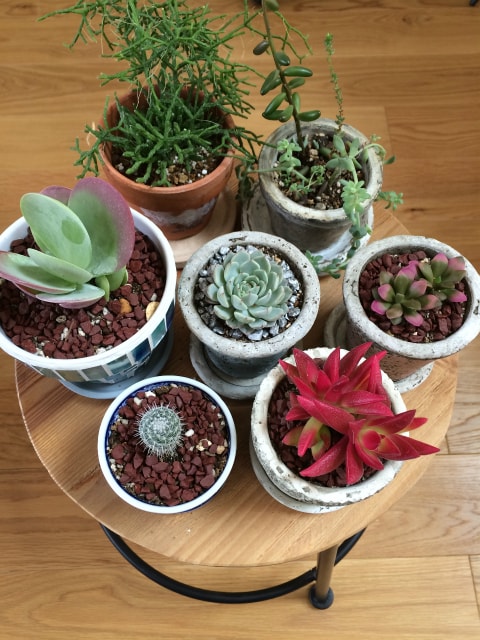 鉢人blog | お気に入りの植物＆植木鉢と暮らす