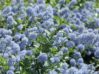 ディープブルーの花が魅力的な「セアノサス」の種類と育て方・植え替え方法をご紹介。